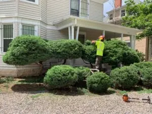 Gilbert's crew trimming ornamental shrubs at a Colorado Springs home