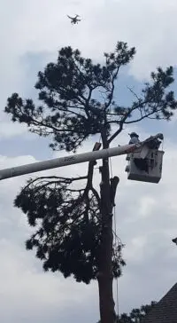 Tree trimming work in Colorado Springs