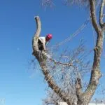Tree trimming