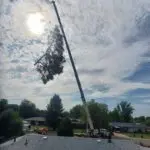 Tree removal