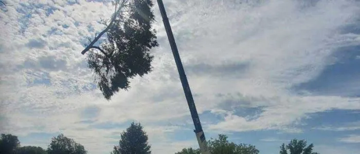 Large mature tree being structurally supported