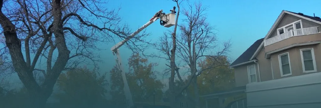 Tree service FAQ Colorado Springs