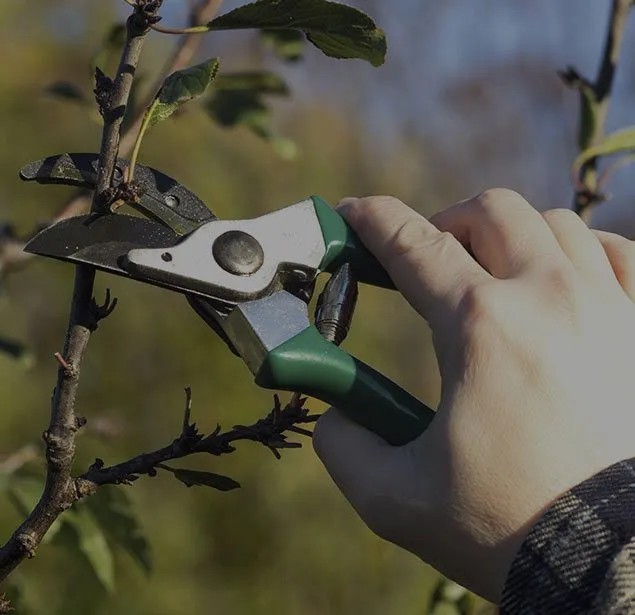 Professional tree pruning